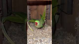 Raw parrot pair with chicks #rawparrot #talkingparot #pets #youtubeshorts #shorts
