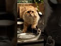 cat washing dishes. bulaşık yıkayan kedi. #follow #subscribe #cute cat.