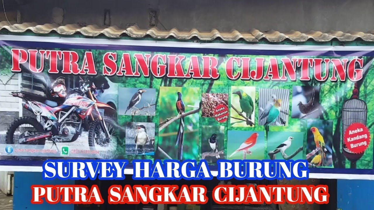 Survey Harga Burung Putra Sangkar Cijantung Youtube