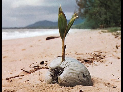 How to plant a coconut palm