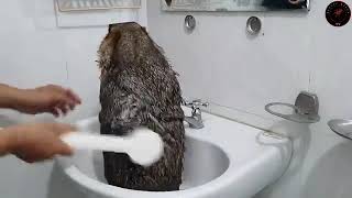 The First Time Marmot Bathed With A Brush