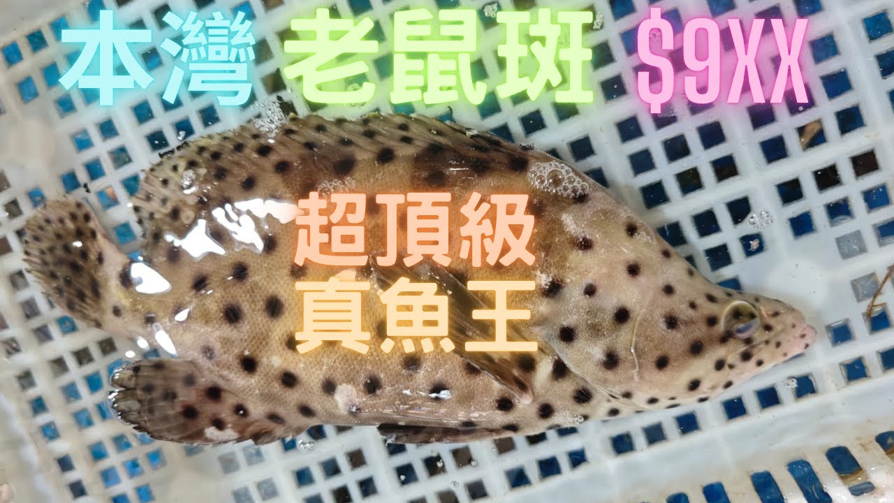 激罕本灣老鼠斑😍魚味/油份極頂級,同飛機貨簡直兩樣嘢🤤罕有食材白尾藍紋盲蟹/車蠔/狗爪螺/長跳螺🤤澳頭市場~fishcutting香港海鮮~社長遊街市Seafood