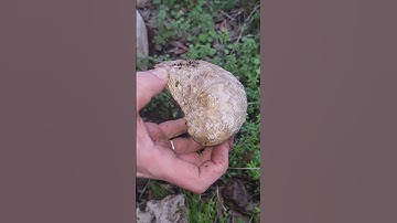 Wow Fossilized Oyster Shell! Gryphaea oysters known as Devils Toenails. #energy #fossils #geology