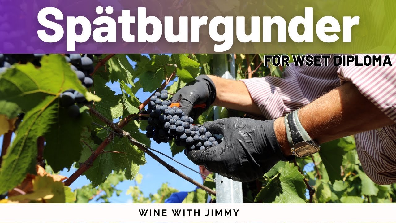 Germany's Key Grape Variety, Spätburgunder (Pinot Noir) for WSET LEvel 4 (Diploma))