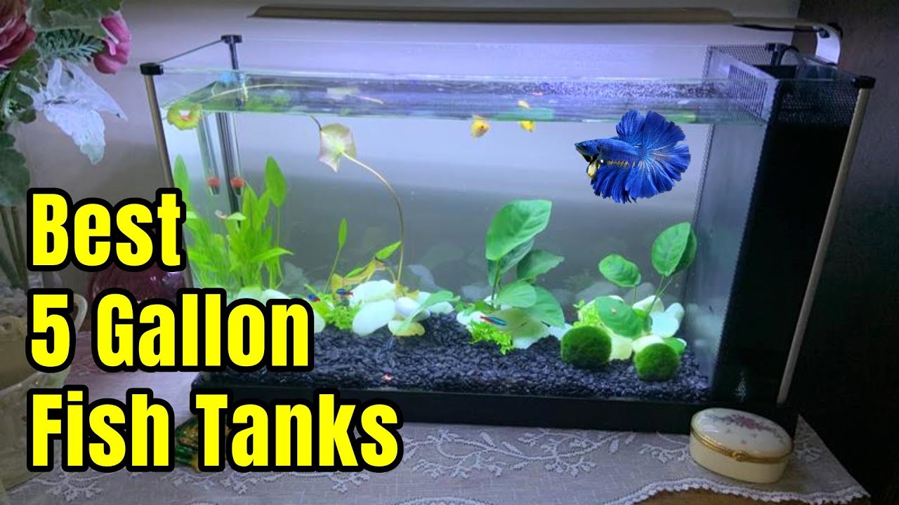 5 Best 20 Gallon Fish Tank Kits for Beginners (Updated 2024)