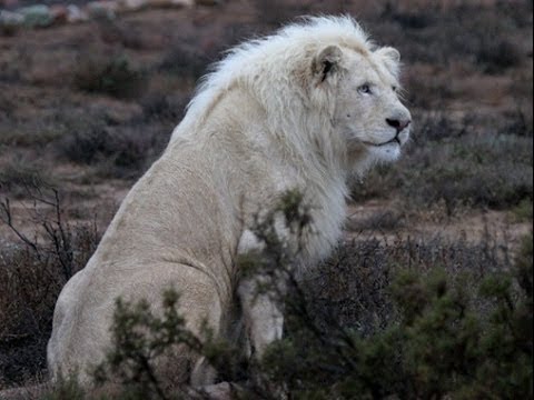 Beyaz Aslan  Belgeseli Türkçe Dublaj İzle