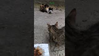 #Anneleri # #kedivideoları #cat #merhamet #vicdan #kedi #huzur #sadaka #dunya #vicdan #çocuklar#gul