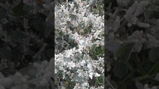 Can anyone tell what tree it is with thousands of flowers blooming like snowshortvideo shortsfeed