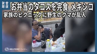 【海外ニュース】家族のピクニックに野生のクマが乱入、お弁当のタコスを完食　メキシコ