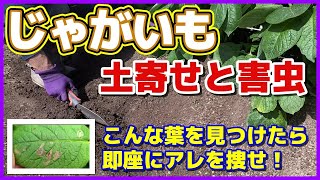 じゃがいもの土寄せと害虫 虫を見つけるだけじゃダメ じゃがいもの被害に留まらない ジャガイモ栽培 家庭菜園 テントウムシダマシ Youtube じゃがいもの土寄せと害虫 虫を見つけるだけじゃダメ じゃがいもの被害に留まらない ジャガイモ栽培 家庭菜園 テントウムシダマシ Youtube