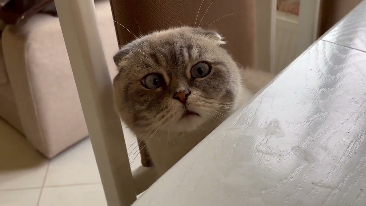 Кот кевин