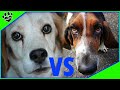 Beagle Vs Basset Hound Dog vs Dog - Which is Better?