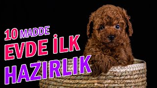 Köpek Sahiplendiğimiz Zaman Evde Ne Gibi Hazırlıklar Yapmalıyız?