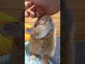 興奮しちゃうとこうなります #うさぎ #bunny #Shorts