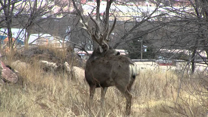 World Record Shed Antlers, Double Beam Buck, Goliath, Tines Up, Huge Mule Deer