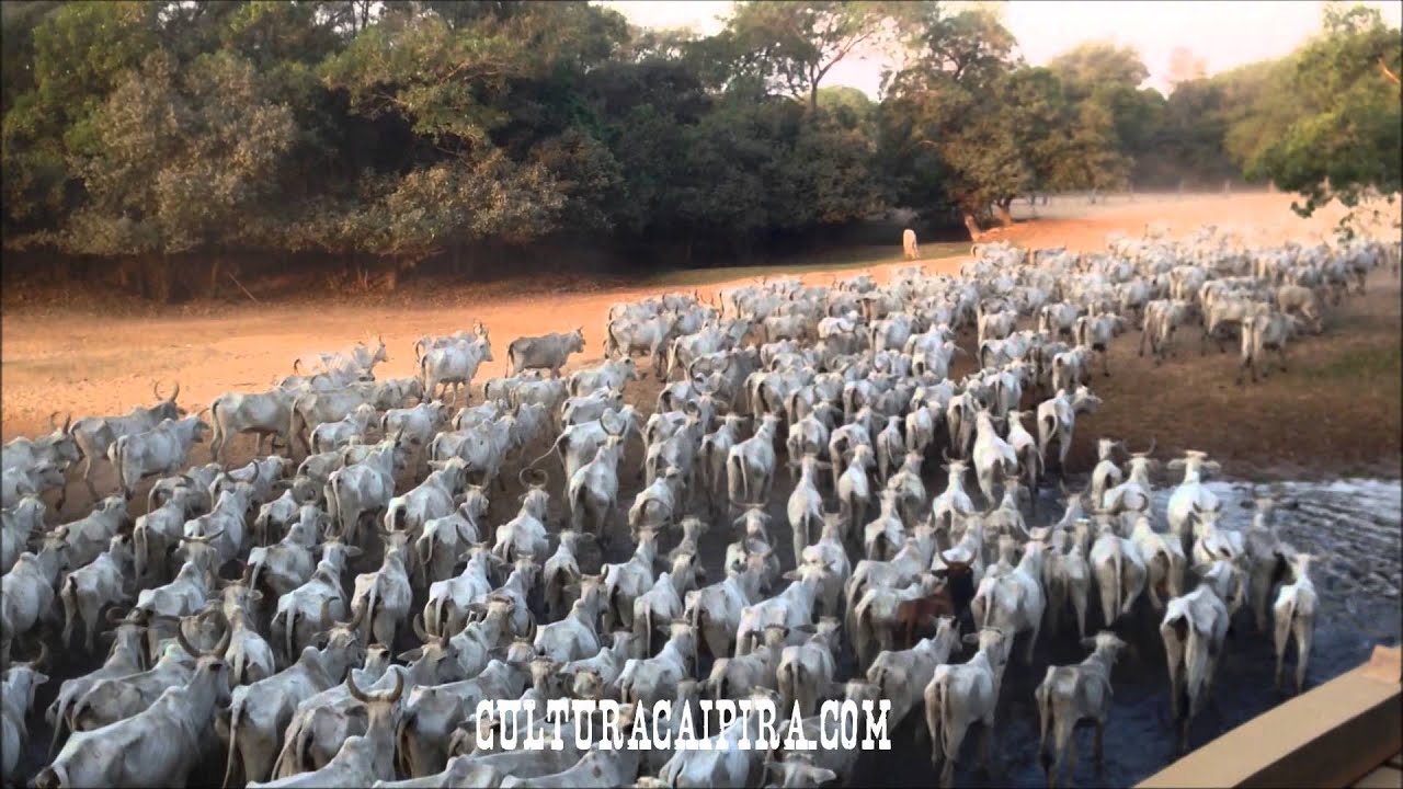 Peão tocando boiada na Transpantanera no Pantanal. Stock Photo