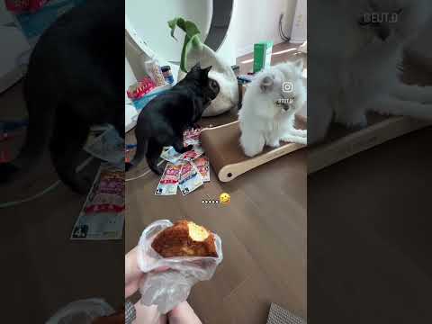 궁팡다녀온 고양이집사 현실... #고양이