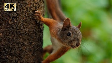4K Ultra HD Video || Slow motion of a curious red squirrel on a tree
