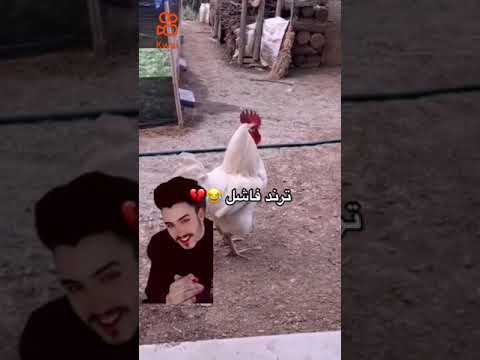ترند فاشل سعد كوي الصور تحميل موسيقى