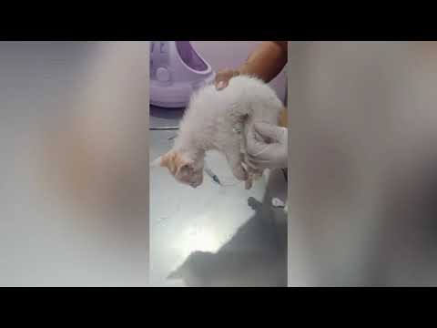 Video: Spinal Malformation Sa Leeg Ng Mga Pusa