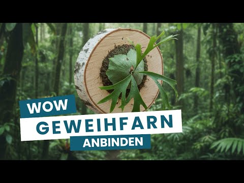 Place staghorn fern (Platycerium superbum) on the base of a tree.