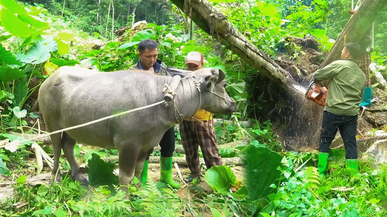 A Hardworking Couple Transports Massive Logs with Buffalo Power to Earn a Living