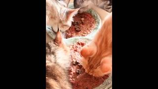 Ten Cat Mealsaspic Vegetable Porridge See You Tonight At Half Past Eight