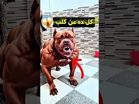 كل ده عن كلب بيتبول المفاجأة لما تشوف بنفسك حيوانات  بيتبول كلاب