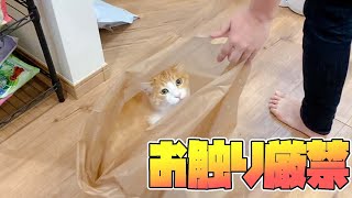袋に入ったねこは大変危険なので近寄らないでください。 袋に入ったねこは大変危険なので近寄らないでください。