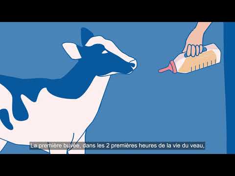Vidéo: Qu'est-ce que le colostrum de vache ?