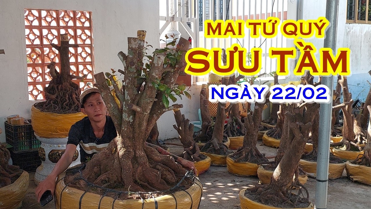 BẢO 📲 O378799933 GIÁ TỐT - MAI TỨ QUÝ DÁNG ĐẸP GIAO LƯU NGÀY 22/02 