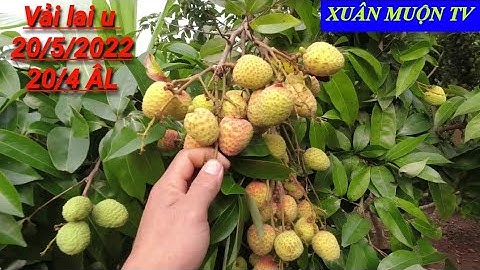 vải lai u vùng cao phong vân lục ngạn chuẩn bị vào vụ 20/5/2022