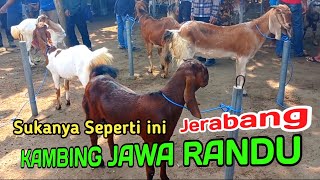 MEMANG SEPERTI INI YANG ANDA SUKA DARI KAMBING JAWA RANDU JERABANG