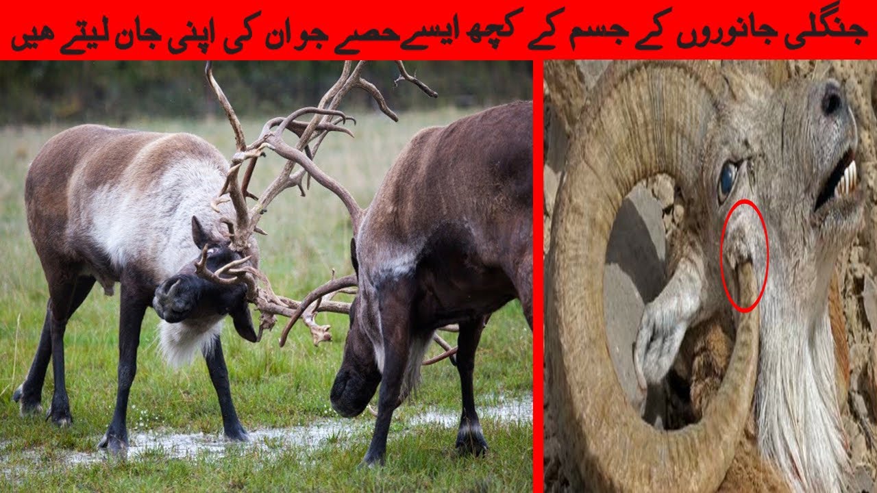 Strange Body Parts Of Animals || Dangerous Animals || Unusual Animals