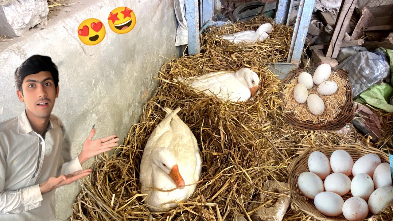 The Third Duck Has Also Taken a Step… What Will Happen Now? 😳🥚🦆|| Haseeb Home Birds