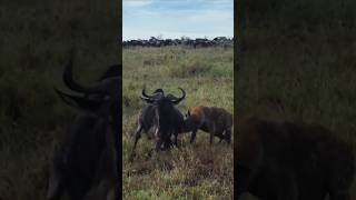 Powerful Hyena Takes Down Its Prey Alone | Raw Wildlife Survival Moment | #tourism #tanzania