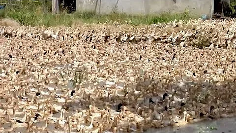 Amazing Duck Farm | Process of Producing Ducks For Eggs and Meat #wildlife #animals #shorts #cute