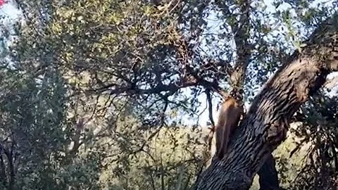 Hiker Has Terrifying Standoff With Mountain Lion Perched Above Camp