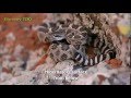 Nature Documentary 2015 - English Subtitles