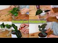 149  indoor plant propagation  houseplant chores