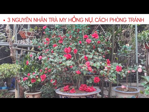 Video: Bọ trên nụ hoa trà: Phải làm gì với bọ ve trên cây hoa trà