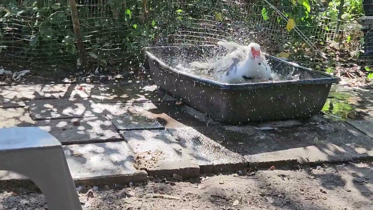 Lillabet waters The garden