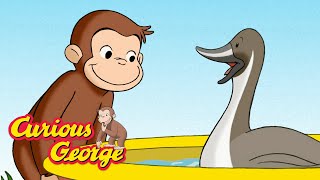 Shrinking Duck Pond  Curious George Kids Cartoon  Kids Movies Videos for Kids