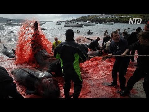 Vídeo: La Costa Danesa Se Vuelve Roja Nuevamente Durante La Matanza Anual De Delfines - Vista Alternativa
