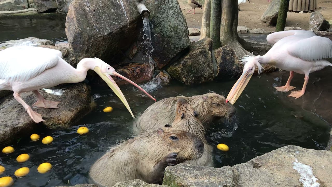 ⁣Capybara Panic Catastroph