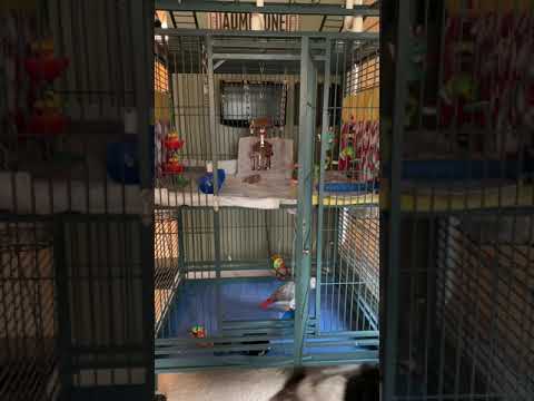Parrot cage makeover