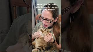 Cat Lady Life Cats Helping with Videos Short  #catlady #catlover #catshorts #shorts #cats #pets