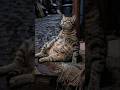 The puppy runs desperately seeking help! A miracle that determines the life or death of a stray cat