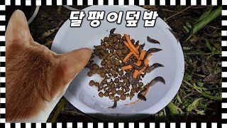 길고양이 챙겨 준 밥에 개미와 민달팽이가 한가득... 해충방지 그릇을 만들어보자