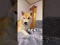 様子を見にくるポン🐶#柴犬 #shibainu #shorts